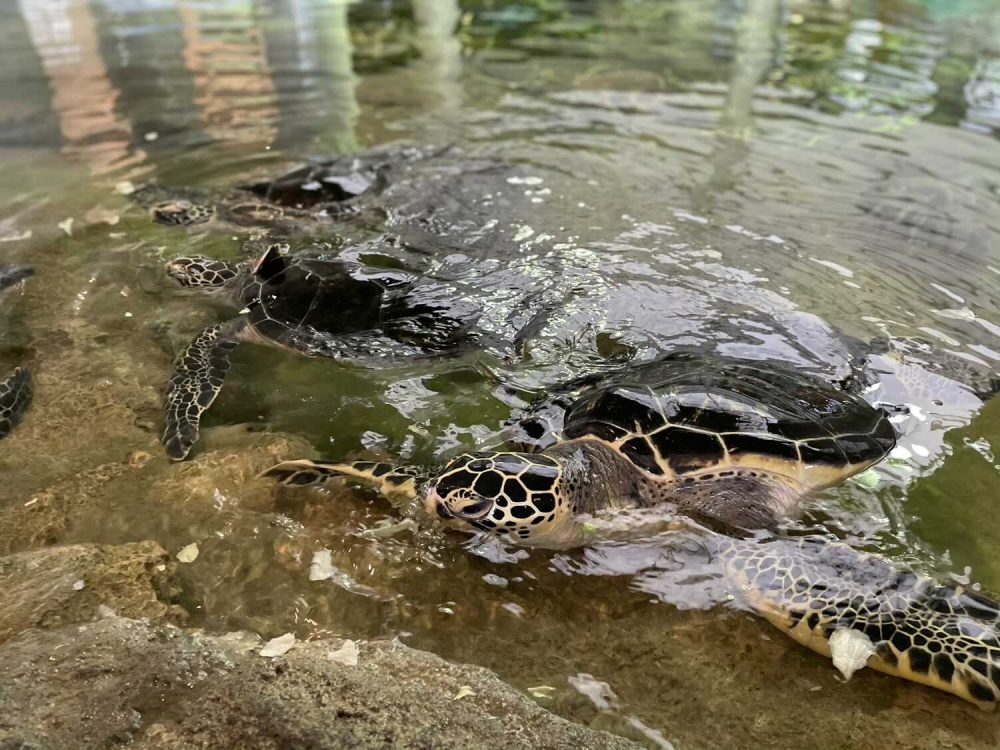 奄美海洋展示館