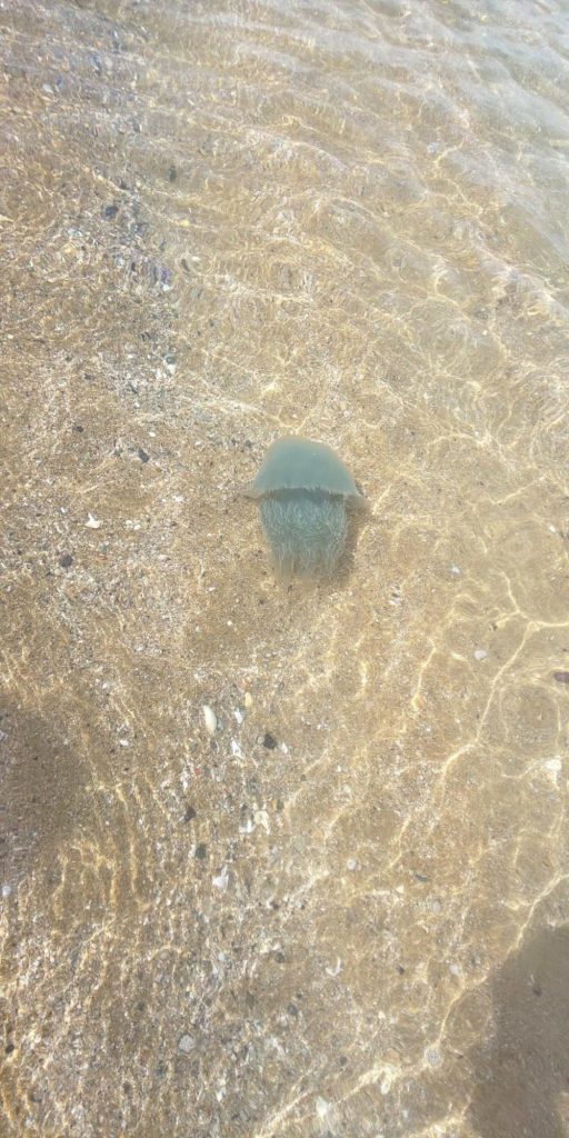 福津の海のクラゲ