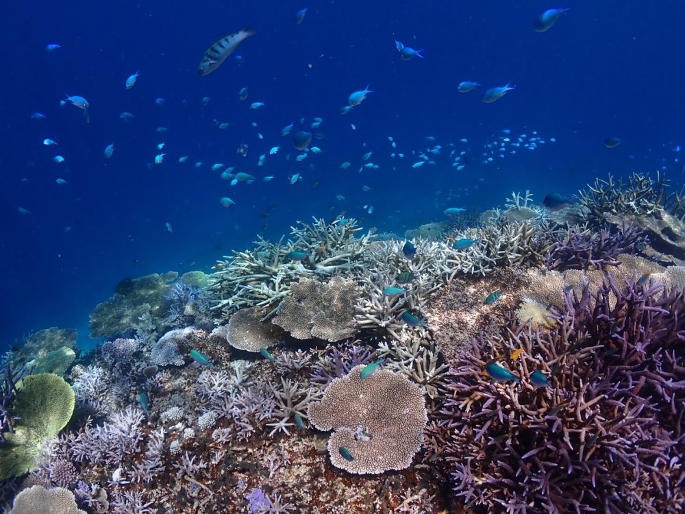 青の洞窟+八重干瀬シュノーケリングツアー