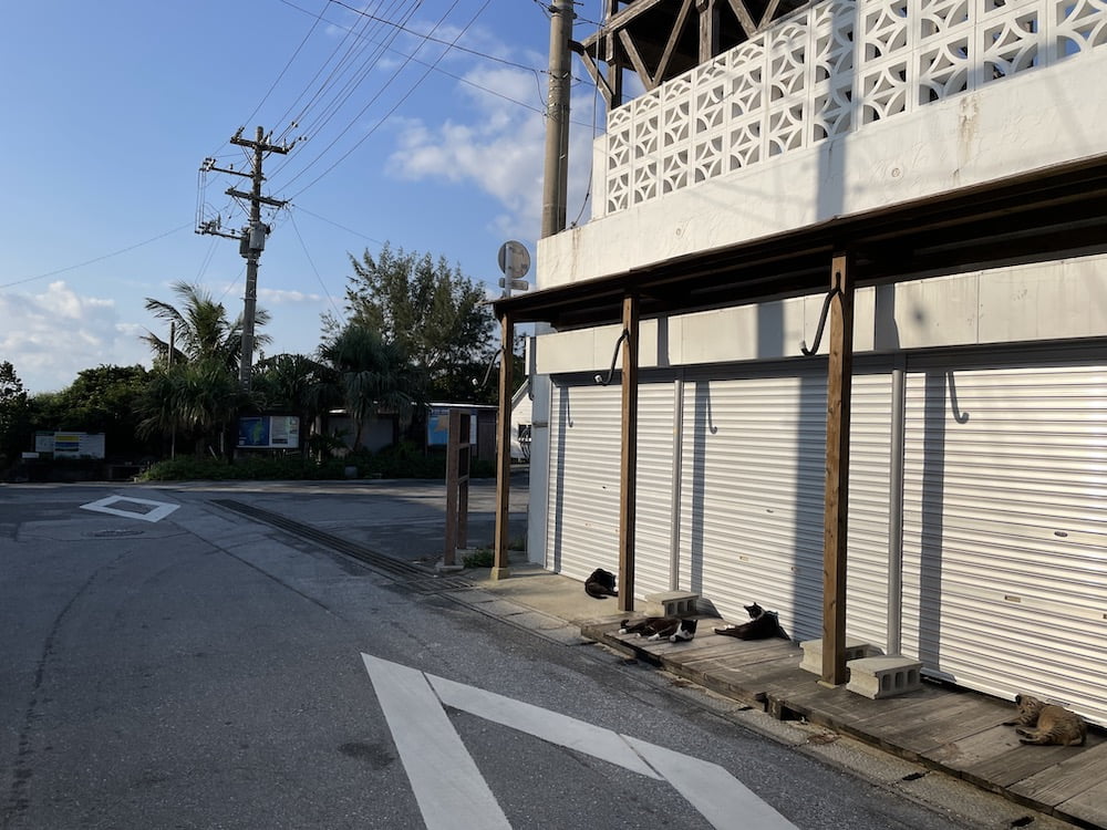 渡嘉敷島の猫