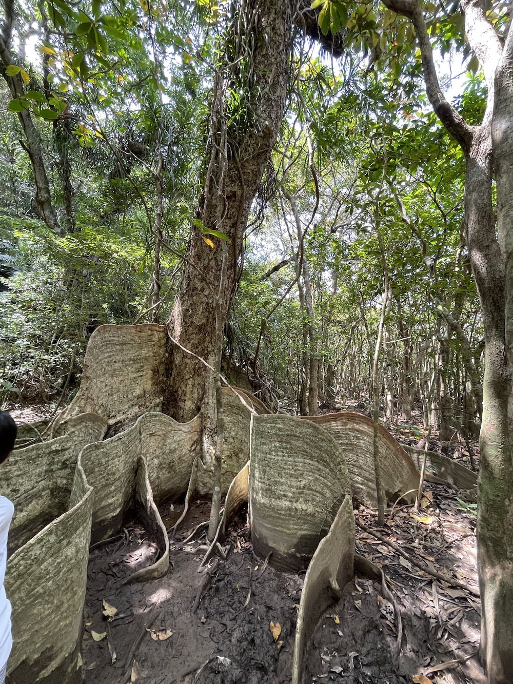 ピナイサーラの滝ツアー