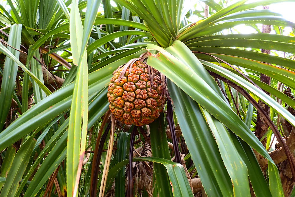 ピナイサーラの滝ツアー