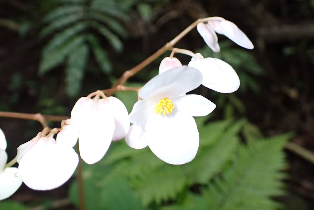 ピナイサーラの滝ツアー