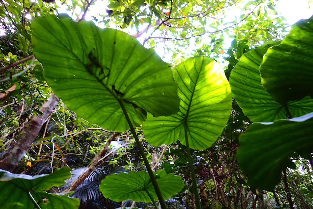 ピナイサーラの滝ツアー