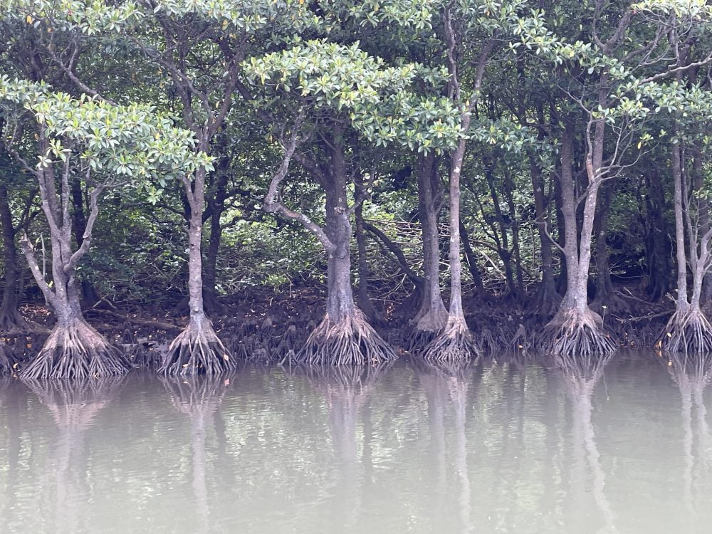 仲間川リバークルーズ