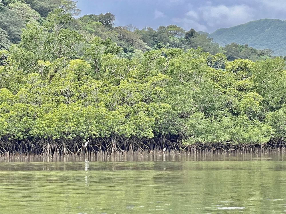 仲間川リバークルーズ